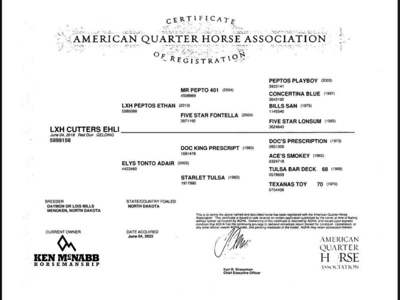 LXH Cutters Ehli "Dawson" - 2018 Dun Gelding