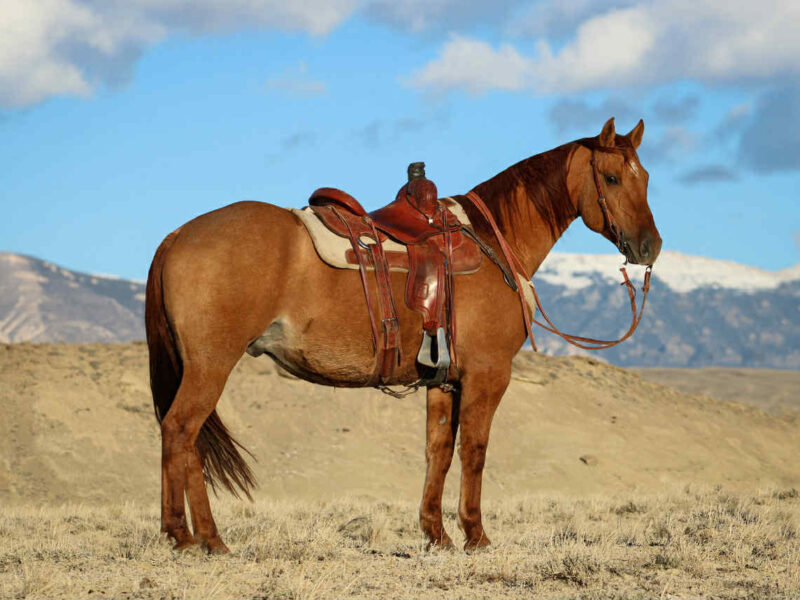 LXH Cutters Ehli "Dawson" - 2018 Dun Gelding