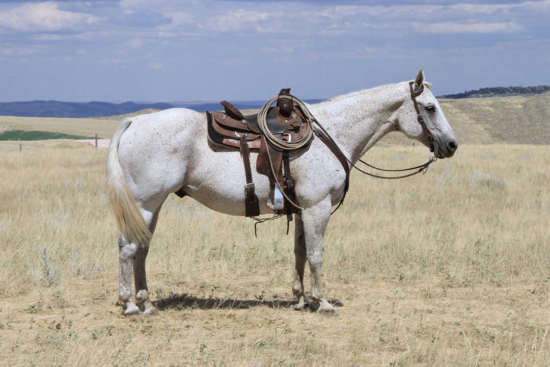 Ace - 2008 Gray Gelding