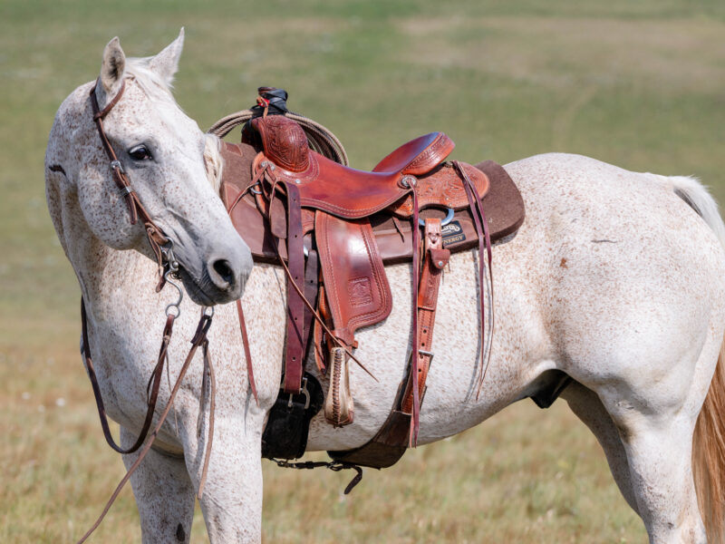 Ace - 2008 Gray Gelding