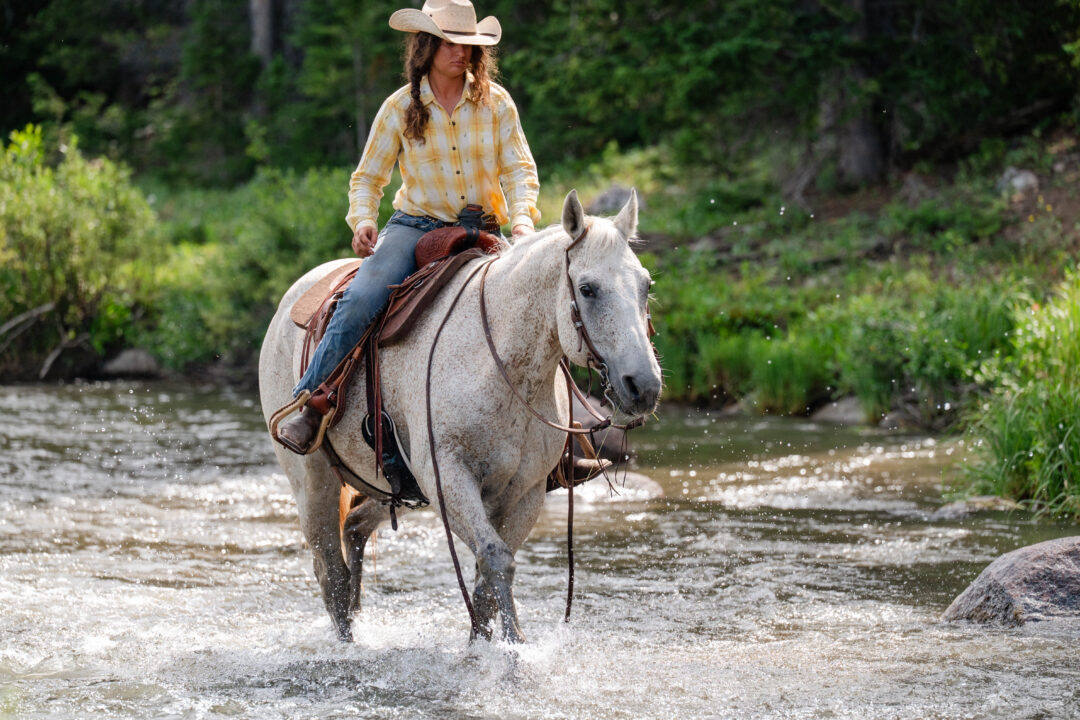 Ace - 2008 Gray Gelding