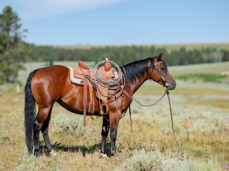 Beauty - 2017 Bay Mare