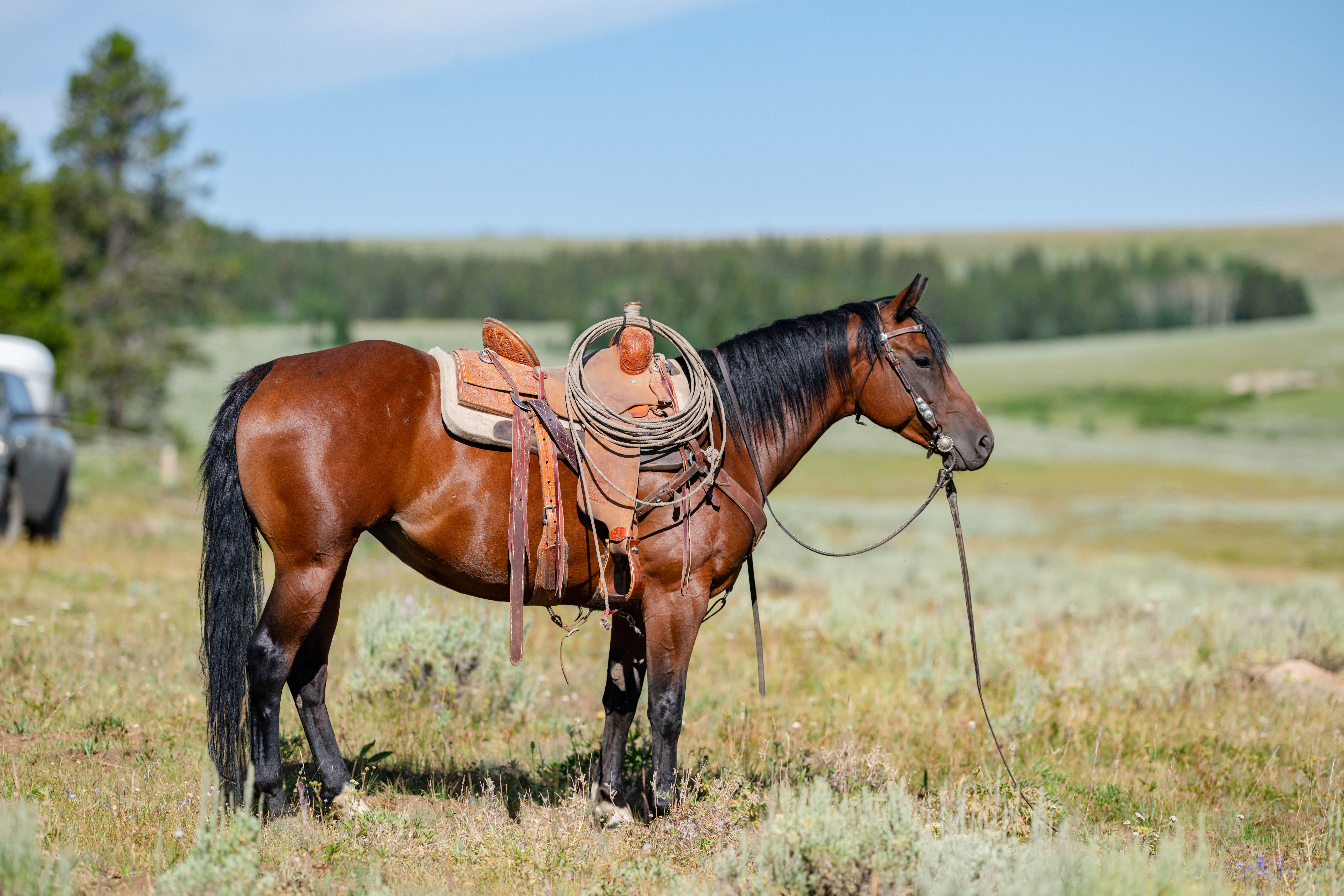 Beauty - 2017 Bay Mare