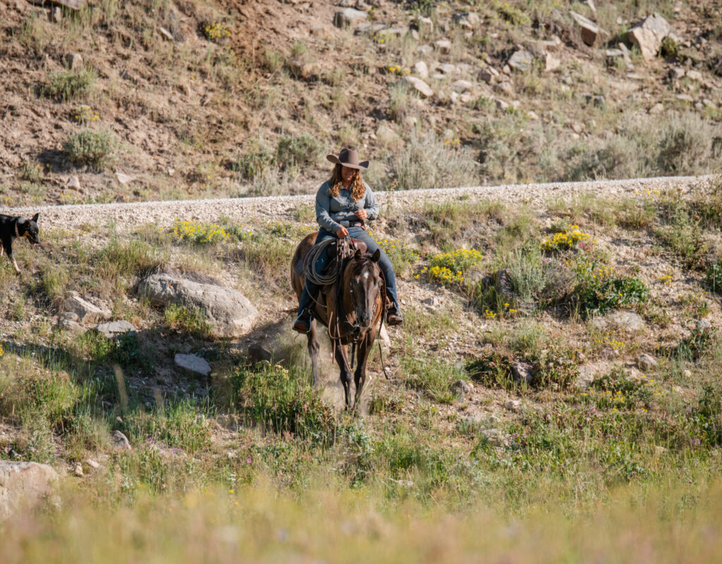 Chip - 2018 Buckskin Gelding