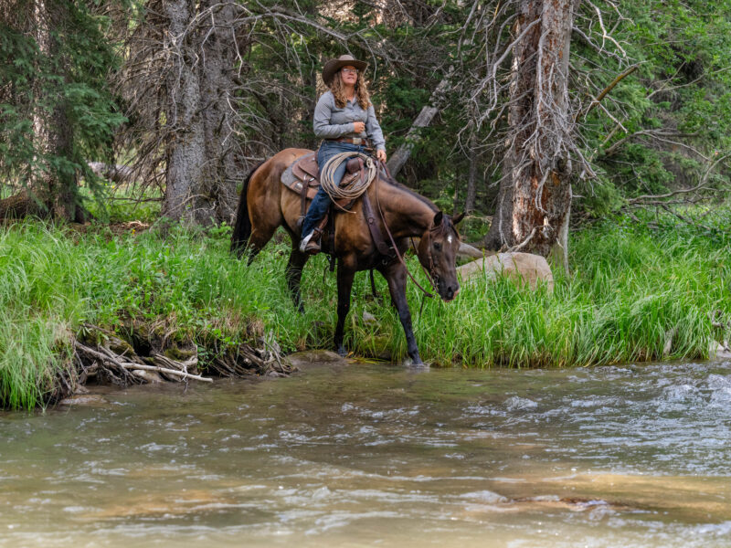 Chip - 2018 Buckskin Gelding