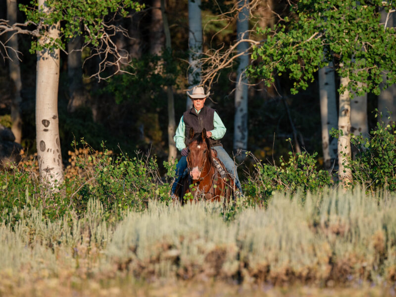BG - 2009 Bay Gelding