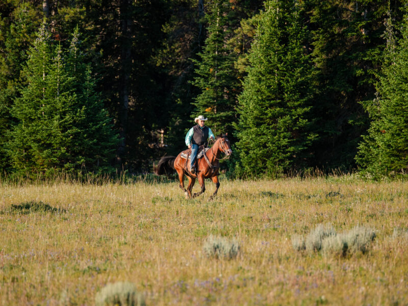 BG - 2009 Bay Gelding