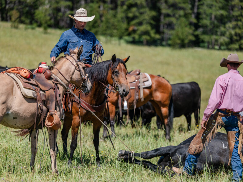 Victoria - 2018 Molly Mule