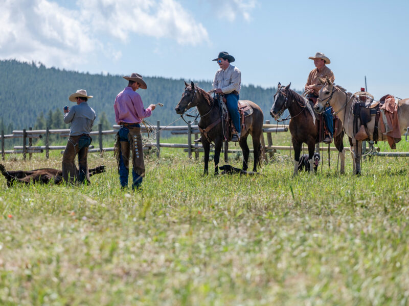 Victoria - 2018 Molly Mule