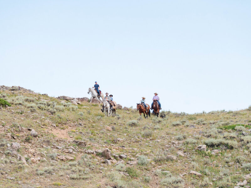 BG - 2009 Bay Gelding