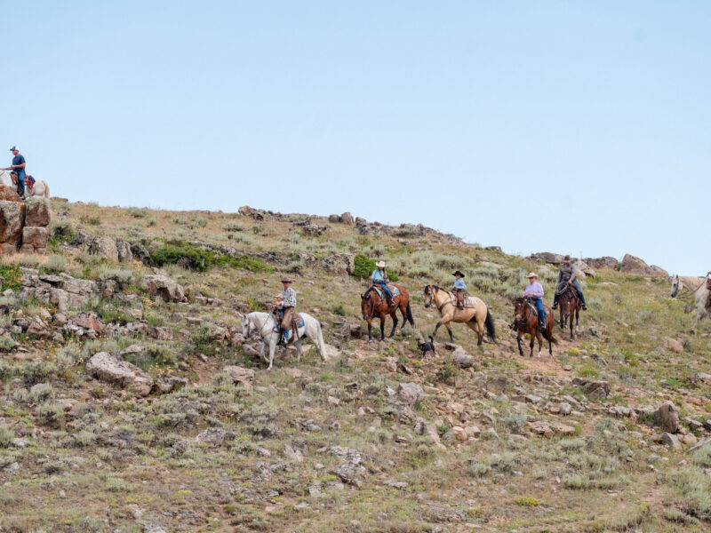 BG - 2009 Bay Gelding