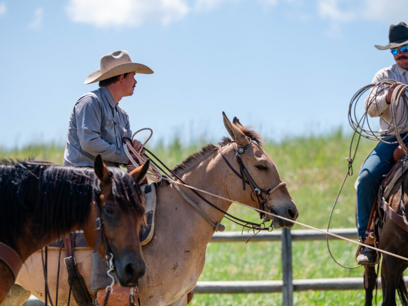 Victoria - 2018 Molly Mule