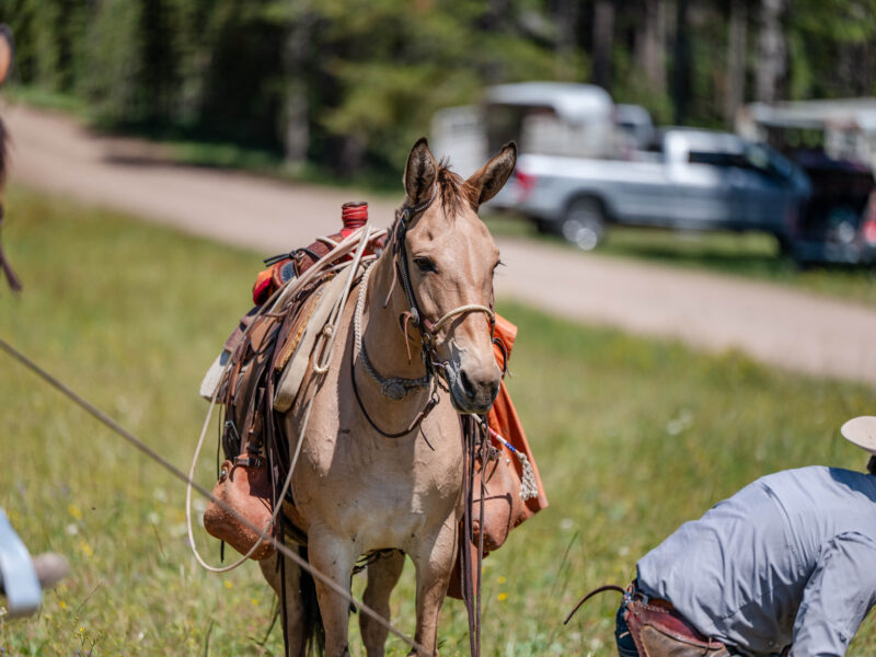 Victoria - 2018 Molly Mule