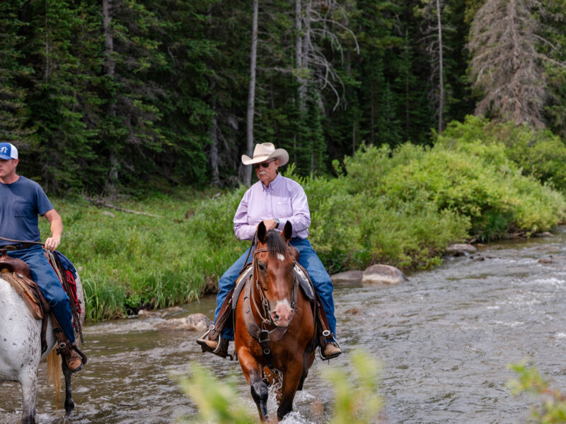BG - 2009 Bay Gelding