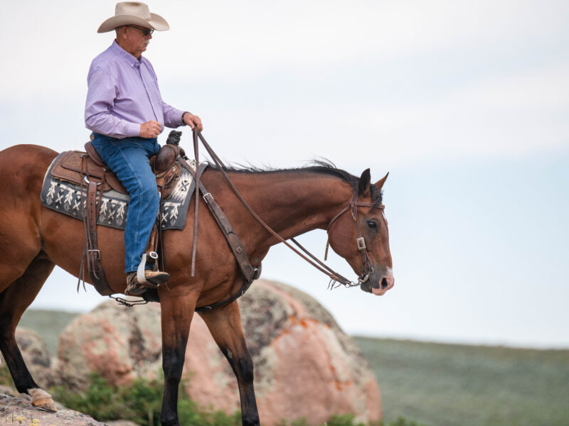 BG - 2009 Bay Gelding