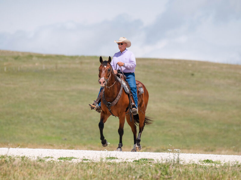 BG - 2009 Bay Gelding