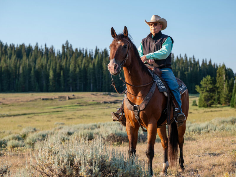 BG - 2009 Bay Gelding