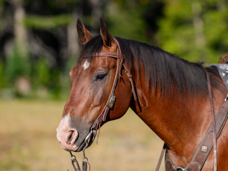 BG - 2009 Bay Gelding