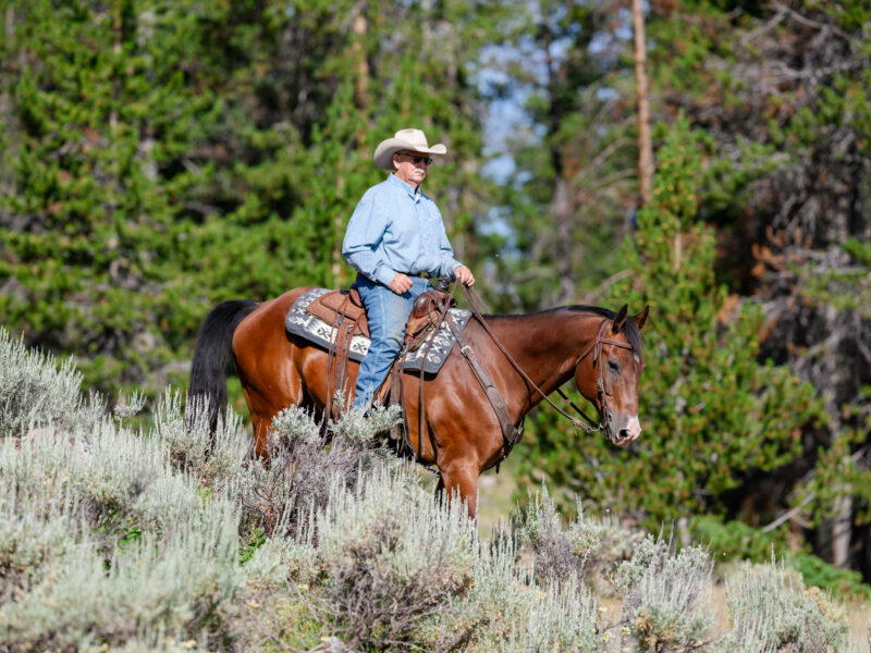 BG - 2009 Bay Gelding