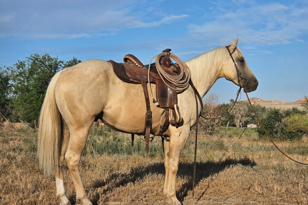 Jose - 2022 Palomino Gelding