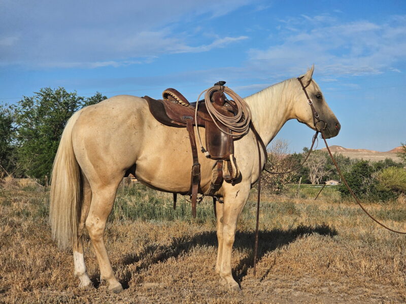 Jose - 2022 Palomino Gelding