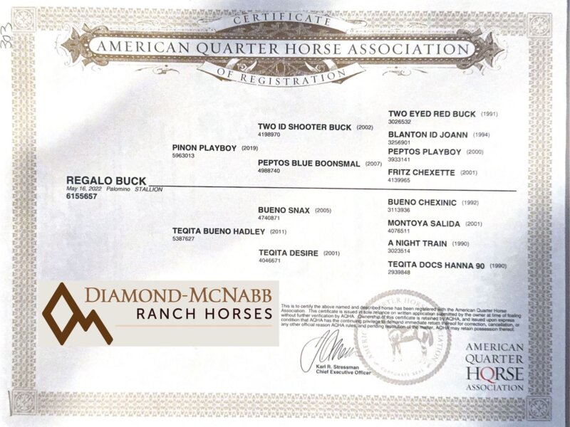 Jose - 2022 Palomino Gelding
