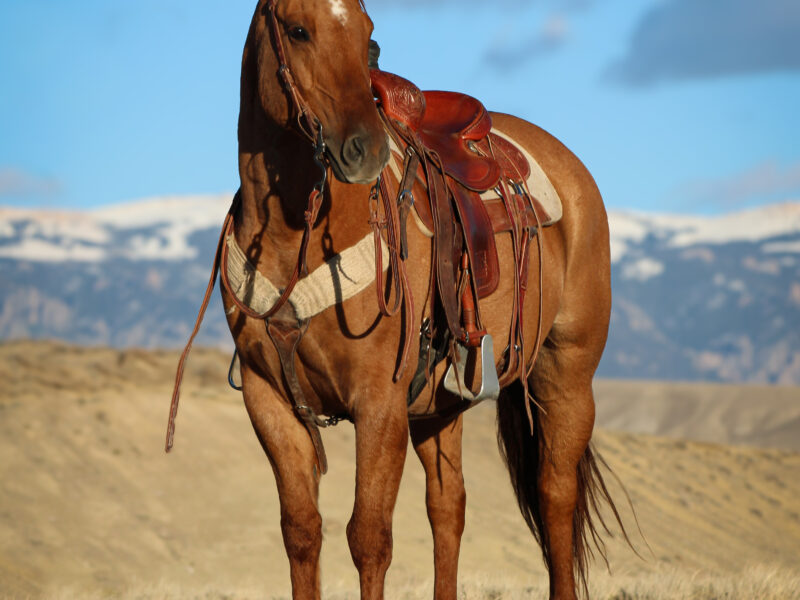 LXH Cutters Ehli "Dawson" - 2018 Dun Gelding