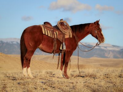 Diego - 2010 Sorrel Gelding