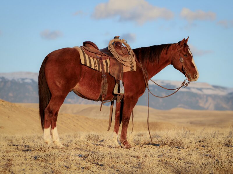 Diego - 2010 Sorrel Gelding