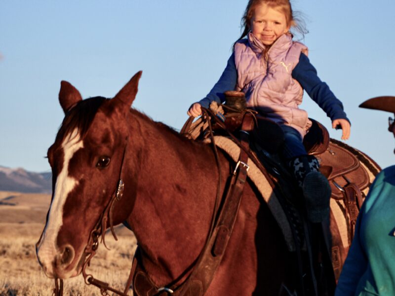 Diego - 2010 Sorrel Gelding