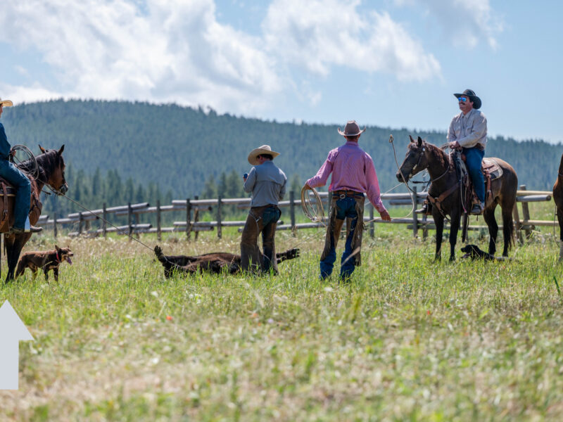Oliver - 2015 Bay Gelding