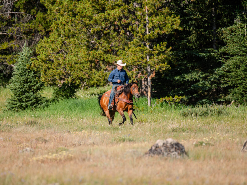 Oliver - 2015 Bay Gelding