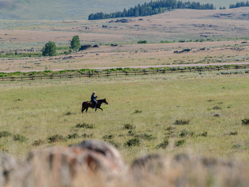 Oliver - 2015 Bay Gelding