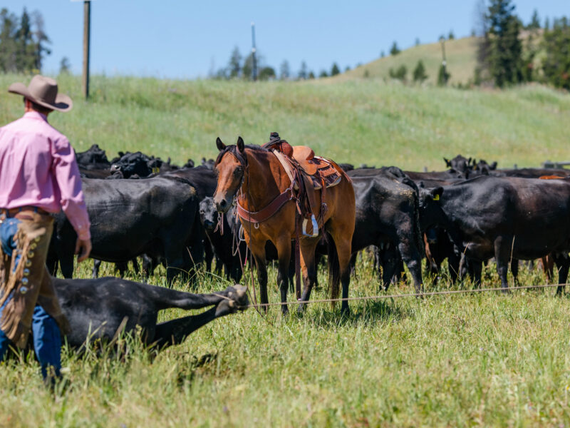 Oliver - 2015 Bay Gelding