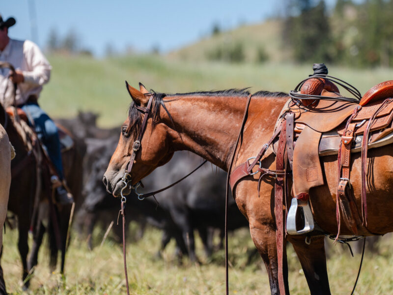 Oliver - 2015 Bay Gelding