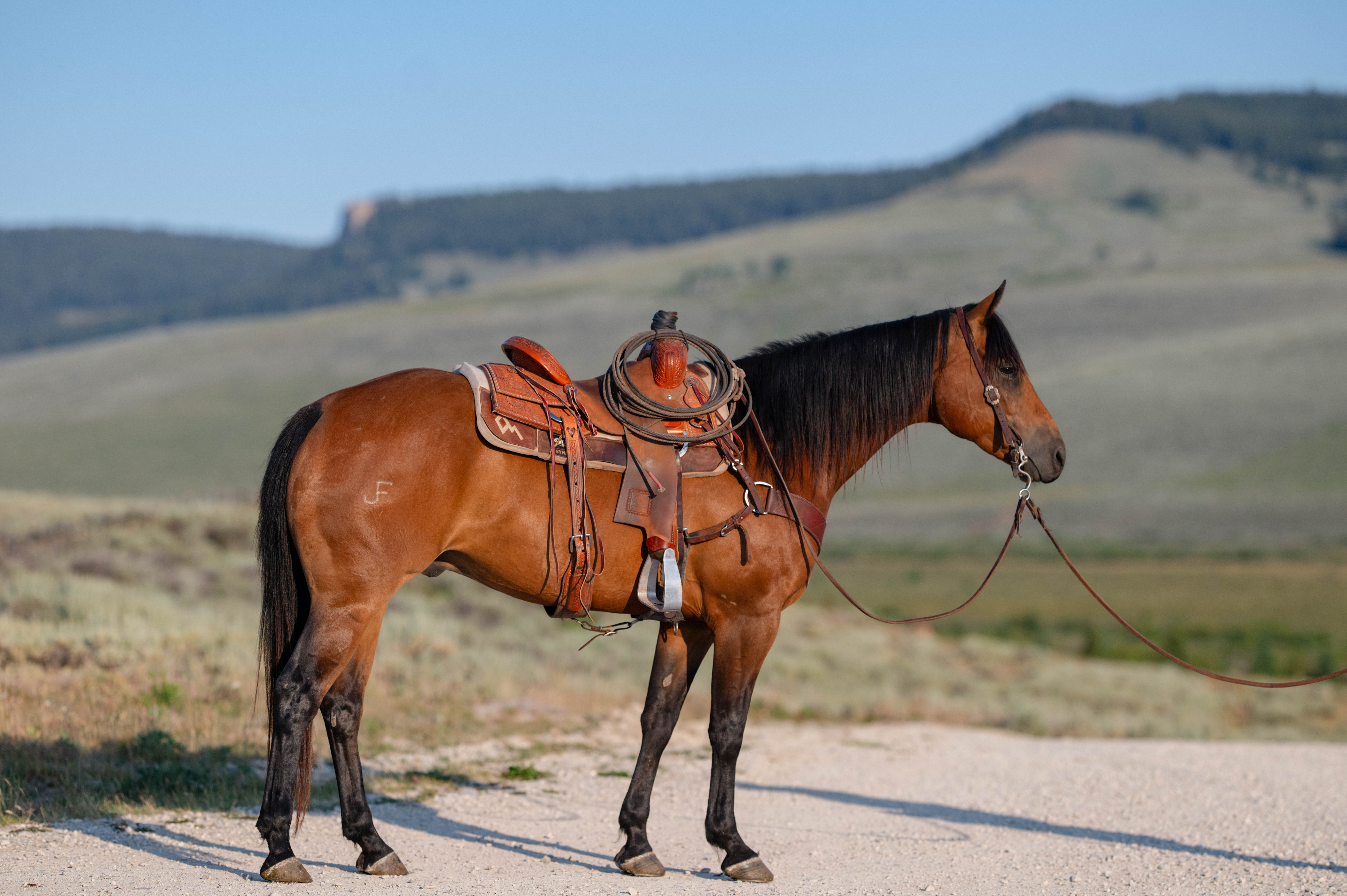 Oliver - 2015 Bay Gelding