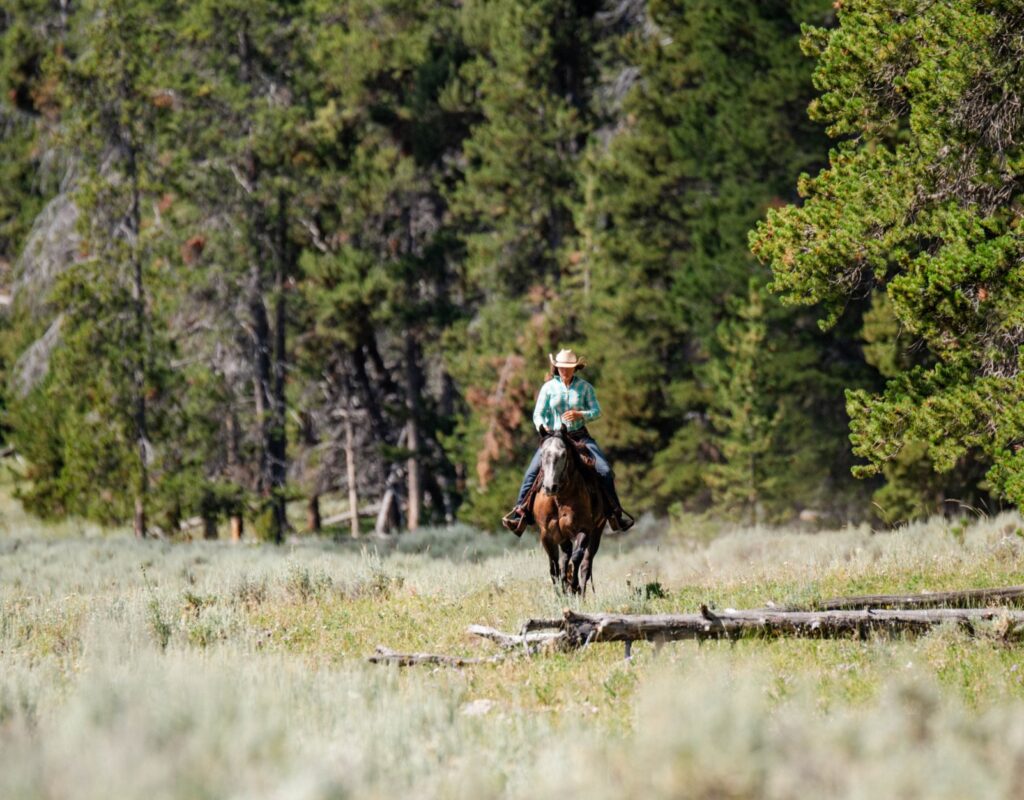 Tater - 2019 Gray Gelding