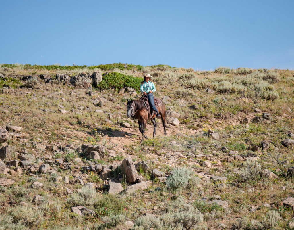 Tater - 2019 Gray Gelding