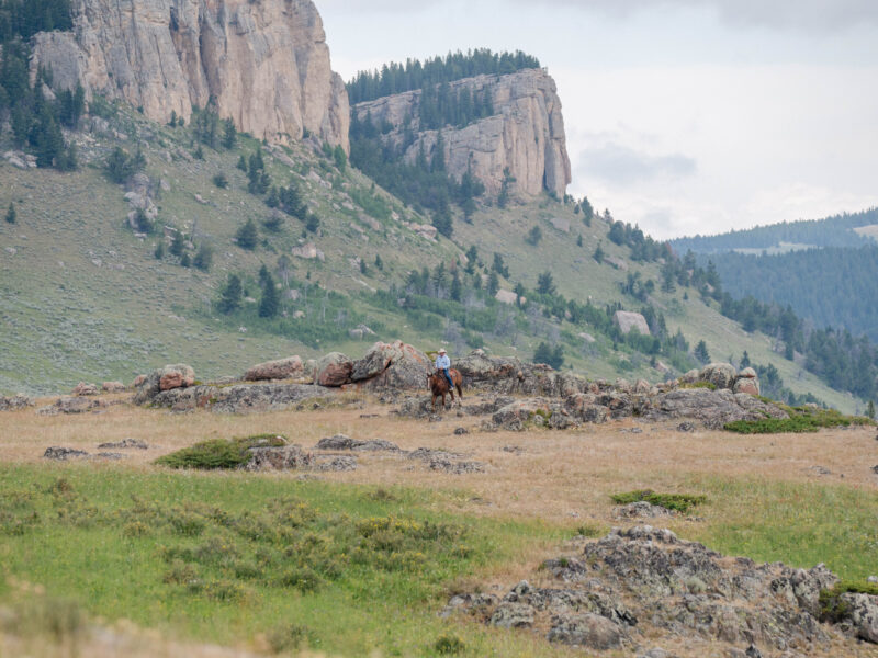Taxi - 2015 Sorrel Gelding