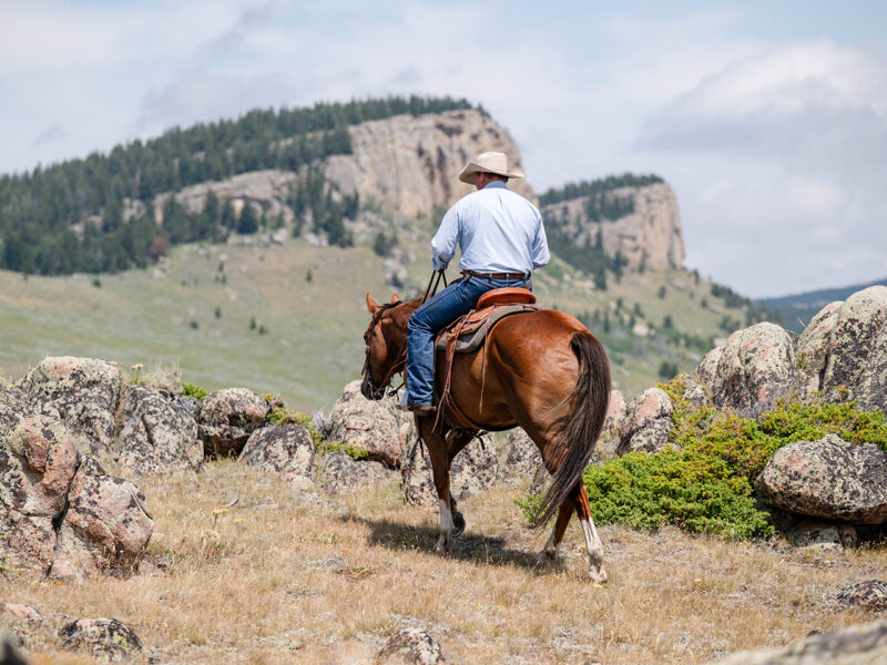 Taxi - 2015 Sorrel Gelding