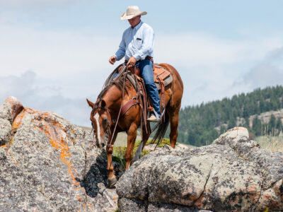 Taxi - 2015 Sorrel Gelding