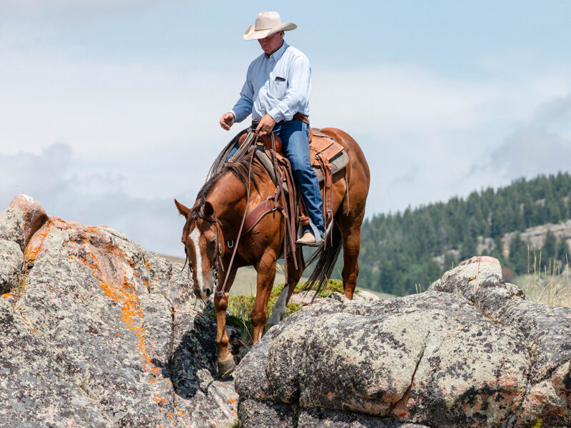 Taxi - 2015 Sorrel Gelding