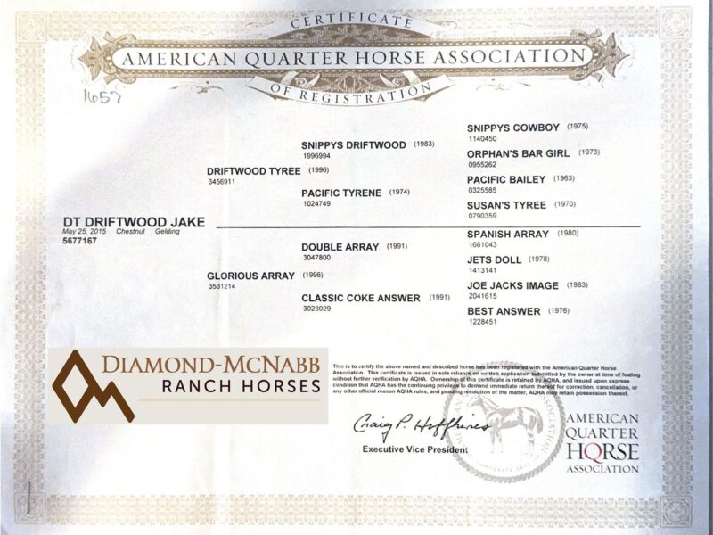 Taxi - 2015 Sorrel Gelding