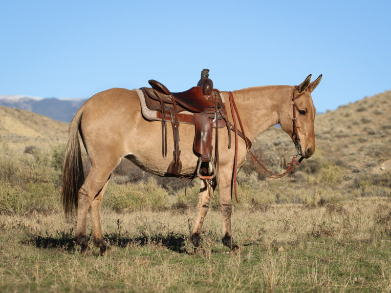 Victoria - 2018 Molly Mule