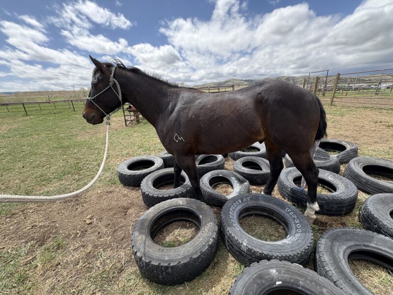 Twix - 2020 Brown Gelding