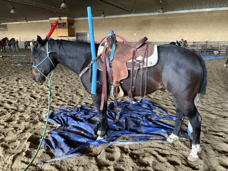 Twix - 2020 Brown Gelding