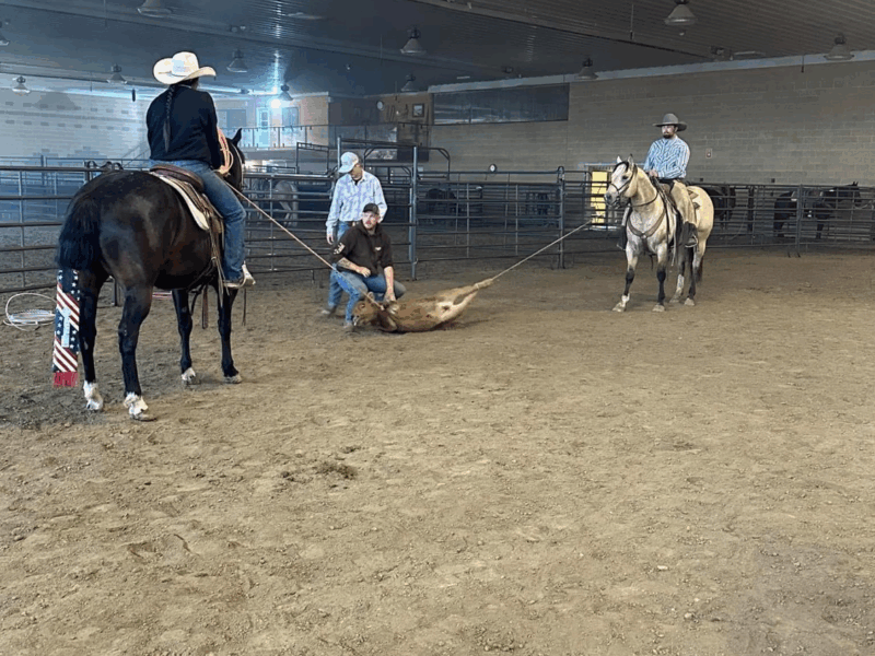 Twix - 2020 Brown Gelding