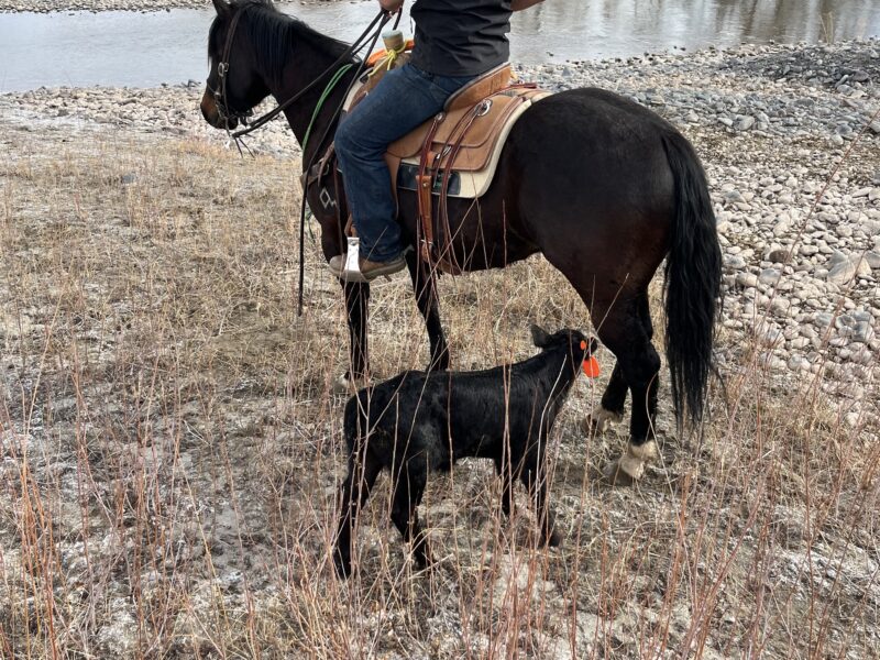 Twix - 2020 Brown Gelding