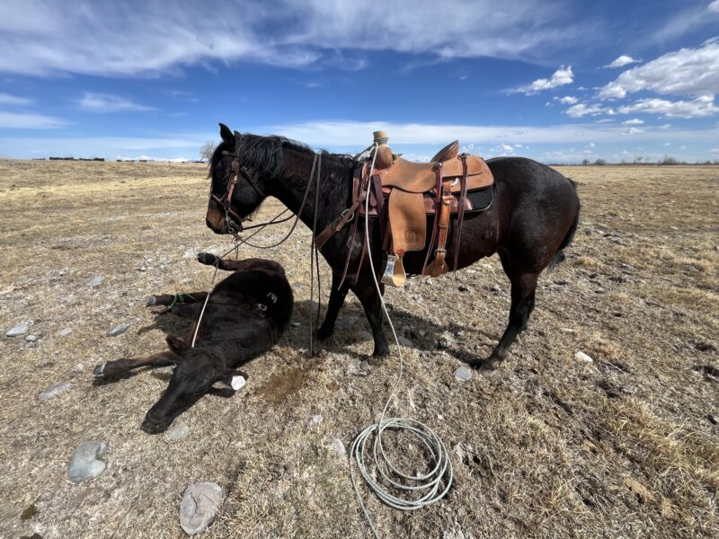 Twix - 2020 Brown Gelding