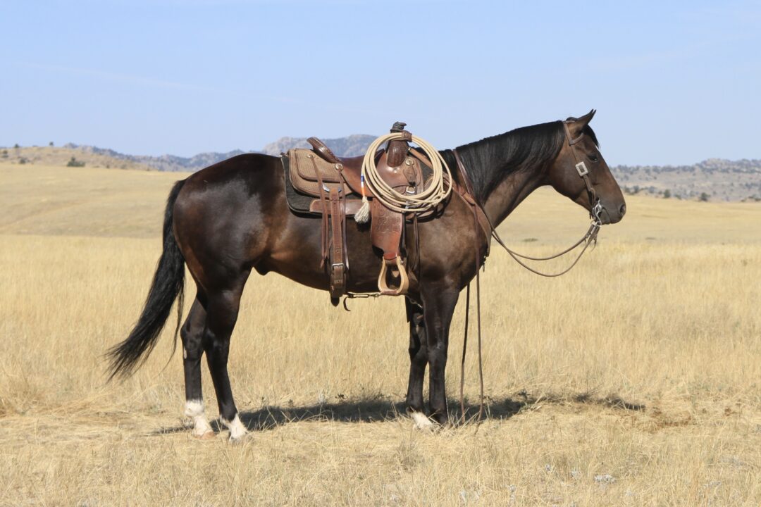 Twix - 2020 Brown Gelding
